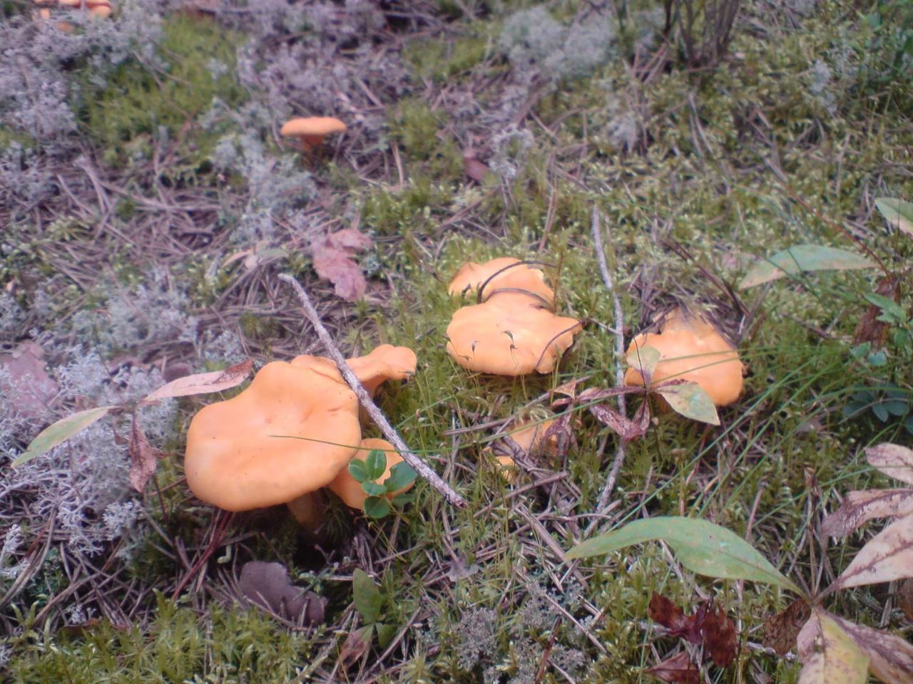 Hyttingsfabodstugor Borlange Bagian luar foto