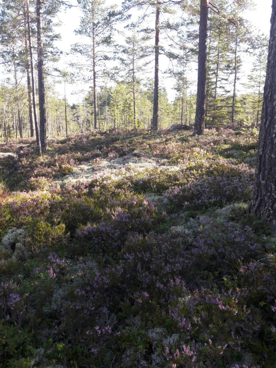 Hyttingsfabodstugor Borlange Bagian luar foto